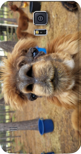Llama Love