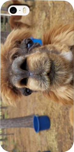 Llama Love