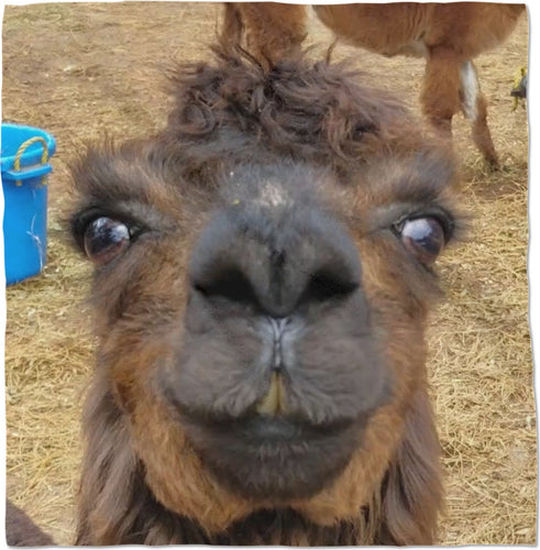 Llama Love