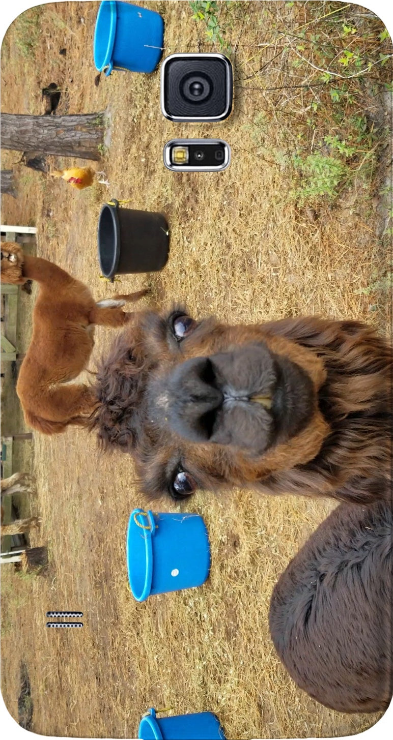 Llama Love