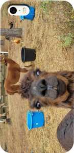Llama Love
