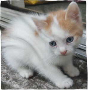 CUTE KITTEN POSING