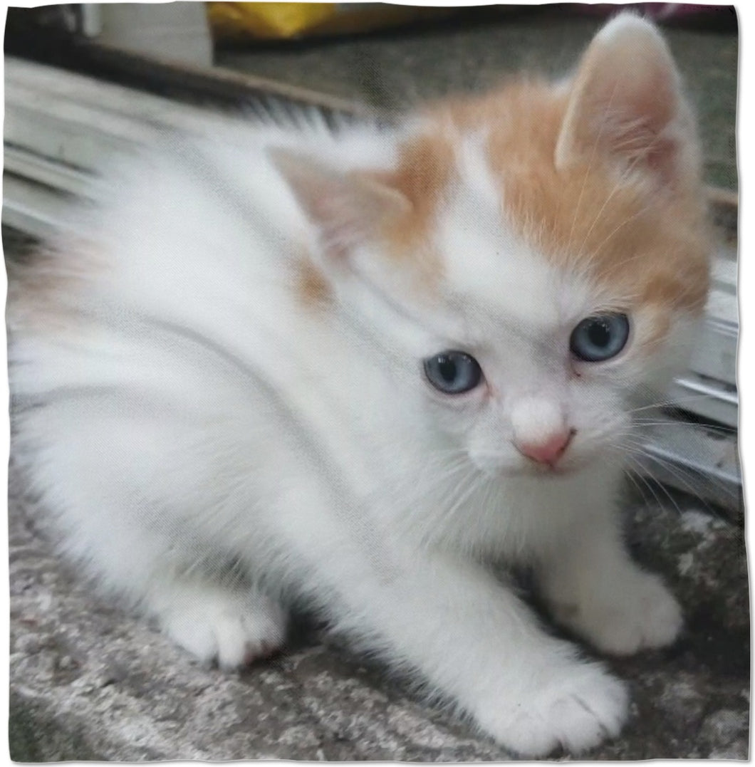 CUTE KITTEN POSING