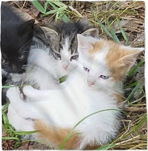 KITTY COUSINS